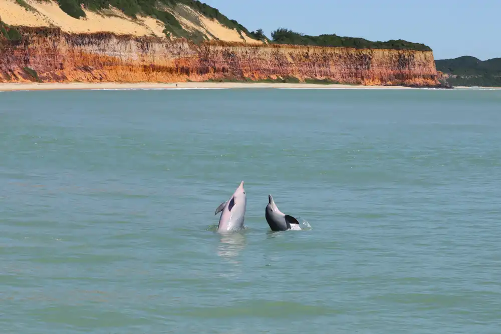 Baía dos Golfinhos foi eleita a terceira melhor da América do Sul